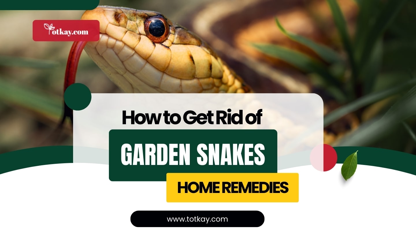 How to Get Rid of Garden Snakes Home Remedies
