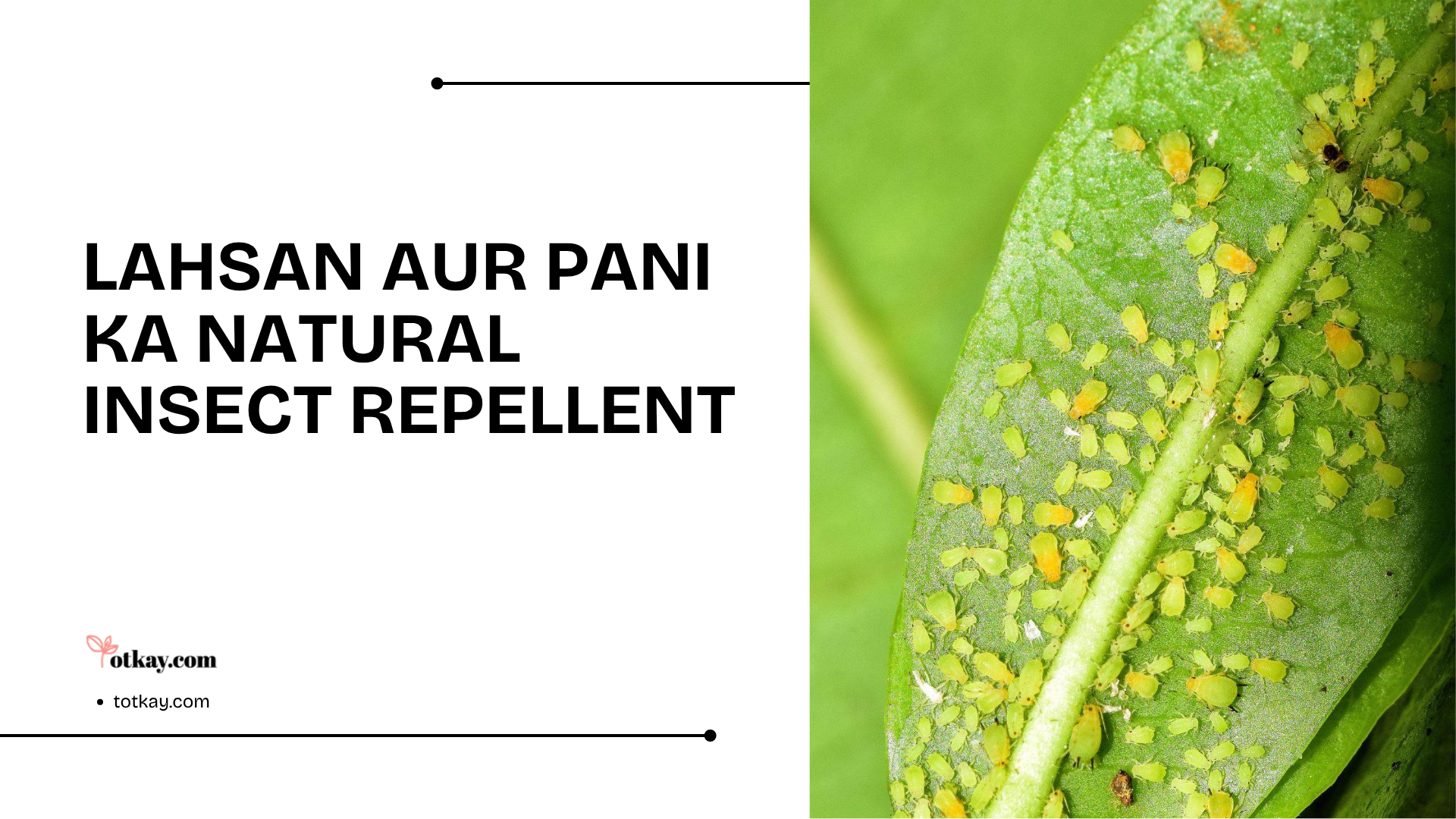 Insect Killer natural remedy showing aphids on a plant leaf with a garlic and water insect repellent solution for protecting garden plants from pests.