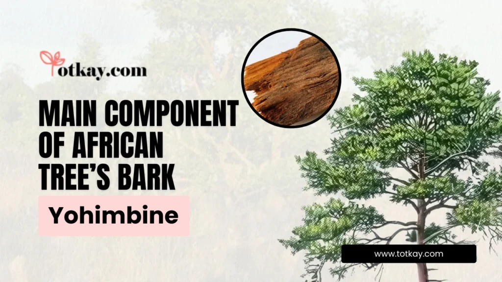 Is There a Natural Remedy for Erectile Dysfunction? A Detailed Guide 5 African Tree’s Bark Yohimbine to Treat Erectile Dysfunction